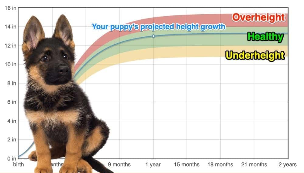 German shepherd sale age calculator